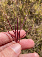 Bothriochloa