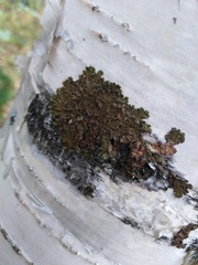 Melanohalea olivacea