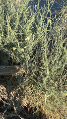 Funastrum hirtellum
