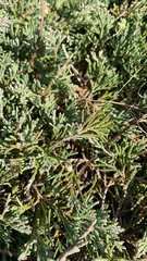Juniperus horizontalis