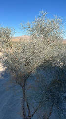 Psorothamnus spinosus