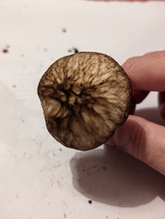 Pluteus umbrosus