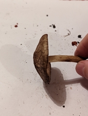 Pluteus umbrosus