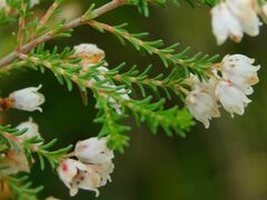 Erica quadrangularis