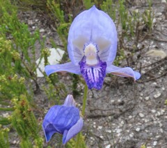 Disa purpurascens