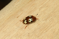 Iphiclus flavosignatus