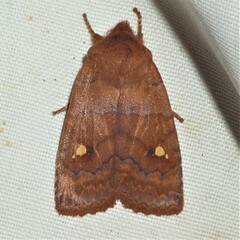 Eupsilia tristigmata