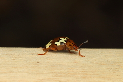 Iphiclus flavosignatus