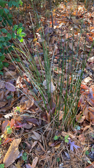 Juncus patens