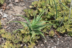 Ledebouria inquinata