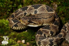 Crotalus culminatus