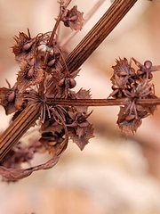 Rumex stenophyllus