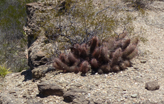 Trichocereus strigosus