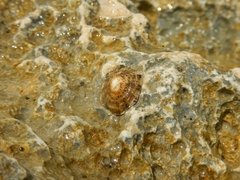 Patella rustica