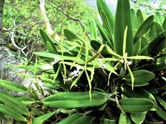 Epidendrum ciliare