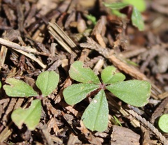 Oxalis decaphylla