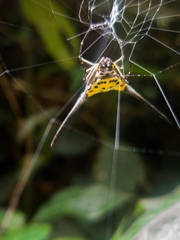 Gasteracantha dalyi