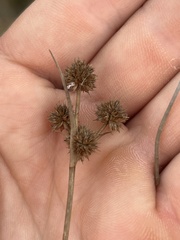Juncus scirpoides