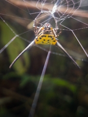 Gasteracantha dalyi