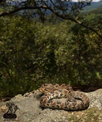 Crotalus culminatus