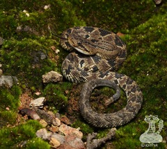 Crotalus culminatus