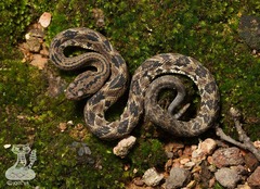 Crotalus culminatus