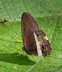 Splendeuptychia ashna