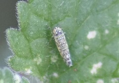 Eupteryx decemnotata