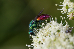 Chrysis ignita