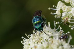 Chrysis ignita
