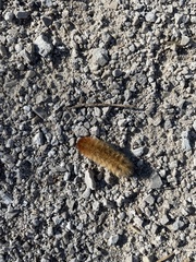Phragmatobia