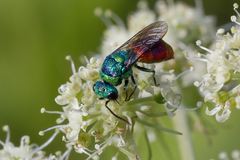 Chrysis ignita