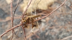Palpopleura