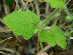 Pelargonium papilionaceum