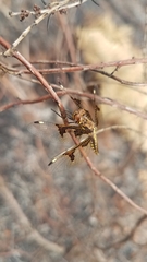 Palpopleura