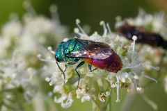 Chrysis ignita