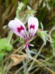 Pelargonium papilionaceum