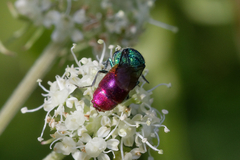 Chrysis ignita