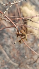 Palpopleura
