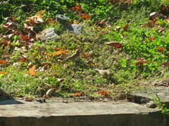 Spizella pusilla