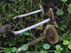 Cortinarius casimirii