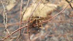 Palpopleura