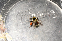 Bombus vancouverensis nearcticus image