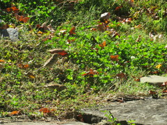 Spizella pusilla