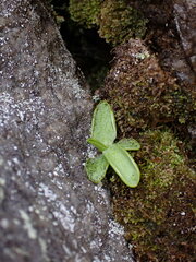 Pinguicula