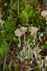 Antennaria