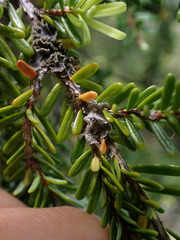 Erioderma sorediatum