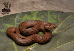 Storeria storerioides