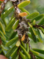 Erioderma sorediatum