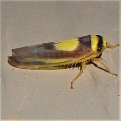 Colladonus clitellarius